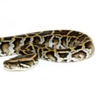 Burmese Python Babies (Python bivittatus) - Image 2