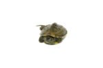 Reeves Turtle Baby (Mauremys reevesii)