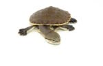 Hillary Sideneck Turtle Baby (Phrynops hilarii)