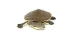 Hillary Sideneck Turtle Baby (Phrynops hilarii) - Image 3
