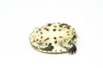 Hillary Sideneck Turtle Baby (Phrynops hilarii) - Image 2