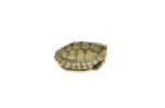 Yellow Pond Turtle Baby (Mauremy mutica) - Image 4