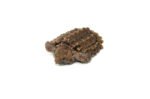 Alligator Snapping Turtle (Macrochelys temminckii)