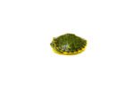Penninsula Cooter Turtle Babies (Pseudemys peninsularis) - Image 3