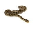 Twin Spotted Rat Snake (Elaphe bimaculata)