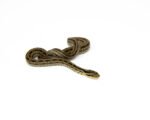 Twin Spotted Rat Snake (Elaphe bimaculata) - Image 3