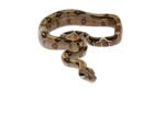 Costa Rican Boa (Boa constrictor imperator) - Image 4