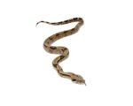 Costa Rican Boa (Boa constrictor imperator) - Image 3