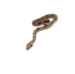 Costa Rican Boa (Boa constrictor imperator) - Image 2