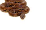 Brazilian Rainbow Boa (Epicrates cenchira) - Image 2