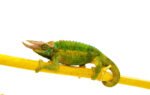 Jackson Chameleon (Trioceros jacksonii) - Image 4