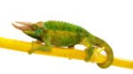 Jackson Chameleon (Trioceros jacksonii)