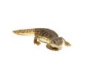 Moroccan Uromastyx (Uromastyx acanthinura) - Image 3