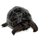 Aldabra Tortoise (Aldabrachelys gigantea)