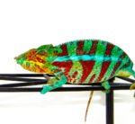 Blue Ambanja Panther Chameleon (Furcifer pardalis)