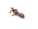 Fat Tailed Gecko (Hemitheconyx caudicinctus) - Image 5
