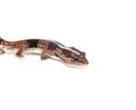 Fat Tailed Gecko (Hemitheconyx caudicinctus) - Image 3