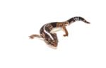 Fat Tailed Gecko (Hemitheconyx caudicinctus) - Image 2