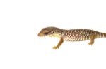 Baby Savannah Monitor (Varanus exanthematicus) - Image 4