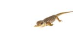 Baby Savannah Monitor (Varanus exanthematicus) - Image 3