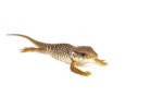 Baby Savannah Monitor (Varanus exanthematicus) - Image 2