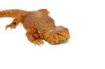 Super Red Niger Uromastyx (Uromastyx geyri) - Image 2