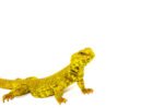 Super Yellow Niger Uromastyx (Uromastyx Geyri) - Image 3
