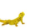 Super Yellow Niger Uromastyx (Uromastyx Geyri) - Image 2