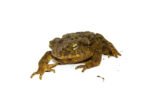 Giant Asian River Toad Adults (Bufo aspera) - Image 4