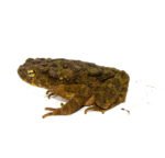 Giant Asian River Toad Adults (Bufo aspera) - Image 3