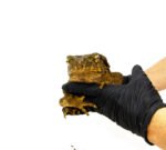 Giant Asian River Toad Adults (Bufo aspera)