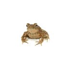 Giant Asian River Toad CB Babies (Bufo aspera)