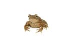 Giant Asian River Toad CB Babies (Bufo aspera) - Image 4