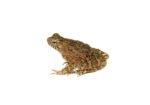 Giant Asian River Toad CB Babies (Bufo aspera) - Image 3