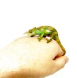 Dwarf Fischer's Chameleon (Kinyongia boehmei) - Image 2