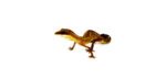 Malaysian Cat Gecko (Aeluroscalabotes felinus) - Image 2