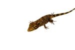 Cuban False Chameleon Babies (Anolis barbatus) - Image 2