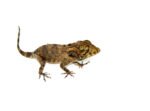 Cuban False Chameleon Babies (Anolis barbatus) - Image 3