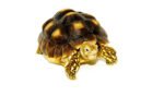 African Spurred Tortoise (4-6 inch) (Centrochelys sulcata) - Image 2