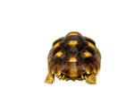 African Spurred Tortoise (4-6 inch) (Centrochelys sulcata) - Image 4