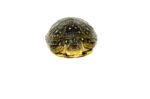 Blanding's Turtle (Emydoidea blandingii)