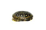 Blanding's Turtle (Emydoidea blandingii) - Image 4