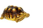 African Spurred Tortoise (8-10 inch) (Centrochelys sulcata) - Image 2