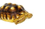 African Spurred Tortoise (8-10 inch) (Centrochelys sulcata) - Image 3