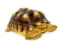 African Spurred Tortoise (8-10 inch) (Centrochelys sulcata) - Image 4