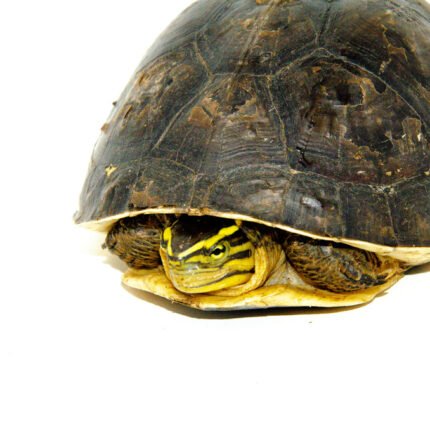 Asian Box Turtle (Cuora amboinesis kamaroma)