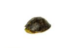 Asian Box Turtle (Cuora amboinesis kamaroma) - Image 4
