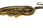 Greenish Rat Snake (Pantherophis alleghaniensis) - Image 3