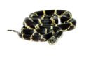 Eastern King Snake Adults (Lampropeltis getula) - Image 2