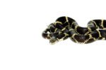 Eastern King Snake Adults (Lampropeltis getula) - Image 3